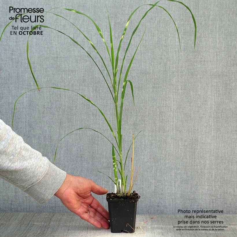 Spécimen de Miscanthus sinensis Zebrinus - Roseau de Chine Godet de 8/9 cm tel que livré en automne