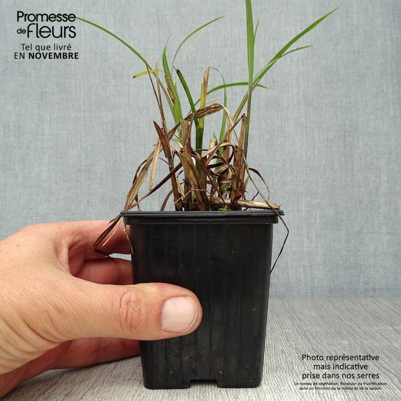Spécimen de Miscanthus transmorrisonensis - Roseau de Chine Godet de 8/9 cm tel que livré en automne