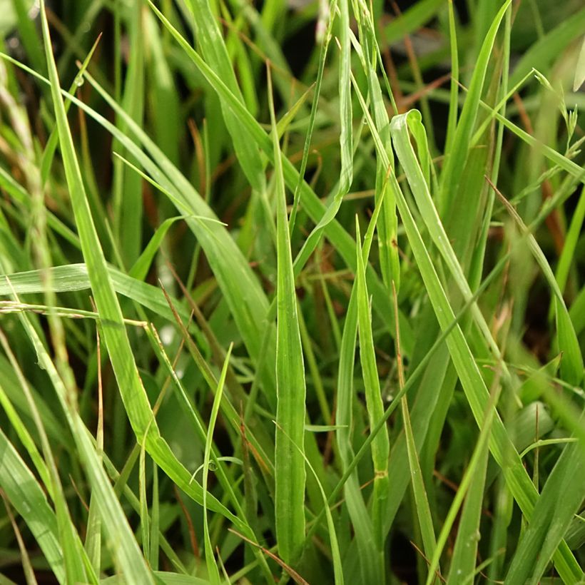 Molinia arundinacea Karl Foerster - Molinie (Feuillage)