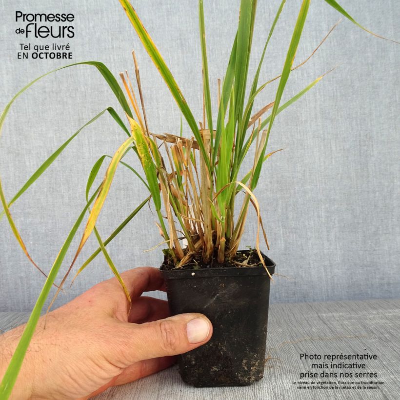 Spécimen de Molinia arundinacea Windsaule - Molinie Godet de 8/9 cm tel que livré en automne
