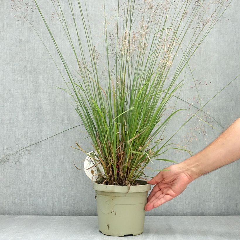 Spécimen de Molinia caerulea Banshee - Molinie bleue Pot de 3L/4L tel que livré en été