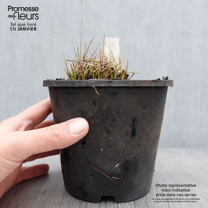 Spécimen de Molinia caerulea Heidezwerg - Molinie bleue à fleurs pourpre Pot de 2L/3L tel que livré en hiver