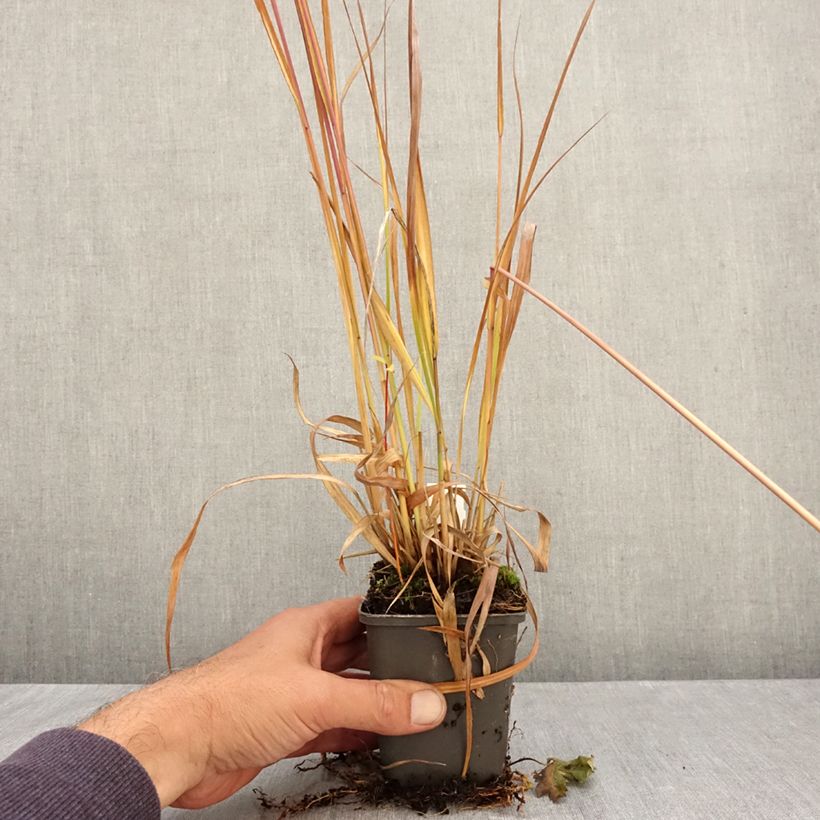 Spécimen de Molinia caerulea ssp arundinacea Fontäne Godet de 8/9 cm tel que livré en automne