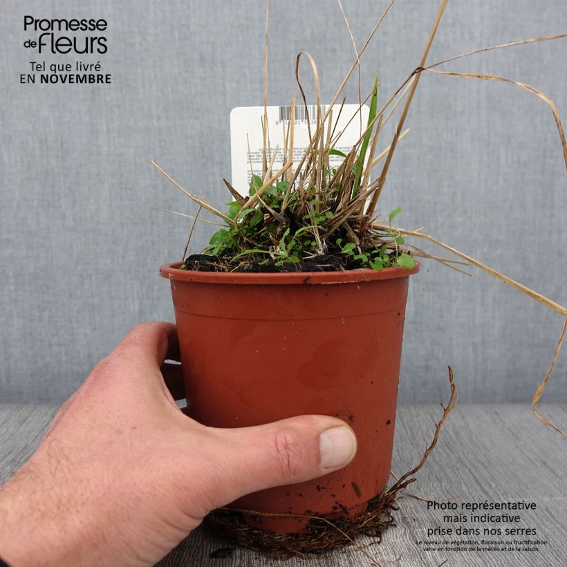 Spécimen de Molinia caerulea ssp arundinacea Fontäne Pot de 1L/1,5L tel que livré en automne