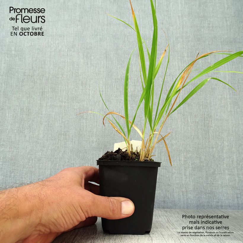 Spécimen de Molinia caerulea ssp arundinacea Skyracer Godet de 8/9 cm tel que livré en automne
