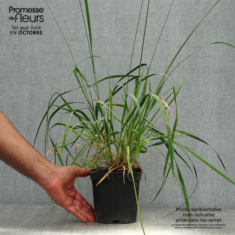 Spécimen de Molinia caerulea ssp arundinacea Skyracer Pot de 2L/3L tel que livré en automne