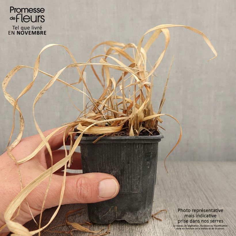 Spécimen de Molinia caerulea ssp arundinacea Transparent Godet de 8/9 cm tel que livré en automne