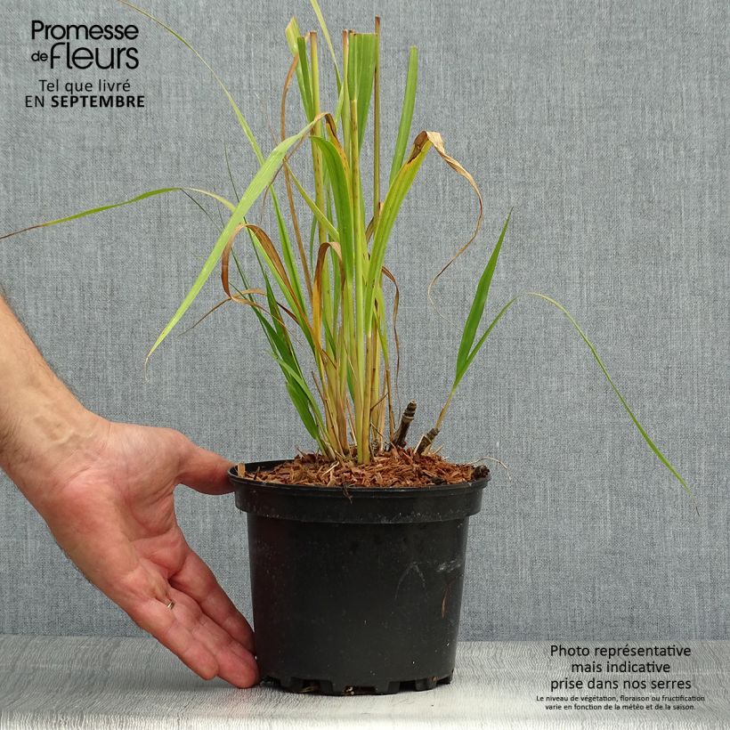 Spécimen de Molinia caerulea ssp arundinacea Transparent Pot de 2L/3L tel que livré en automne