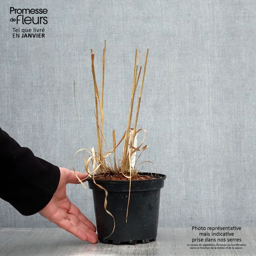 Spécimen de Molinia caerulea ssp arundinacea Transparent Pot de 2L/3L tel que livré en hiver