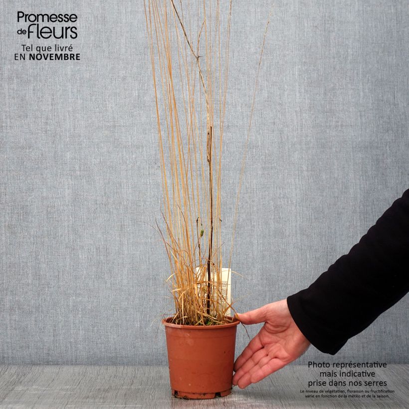 Spécimen de Molinia caerulea ssp caerulea Heidebraut - Molinie Pot de 1L/1,5L tel que livré en automne