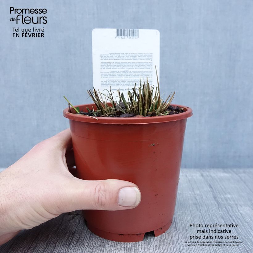 Spécimen de Molinia caerulea ssp caerulea Heidebraut - Molinie Pot de 1L/1,5L tel que livré en hiver