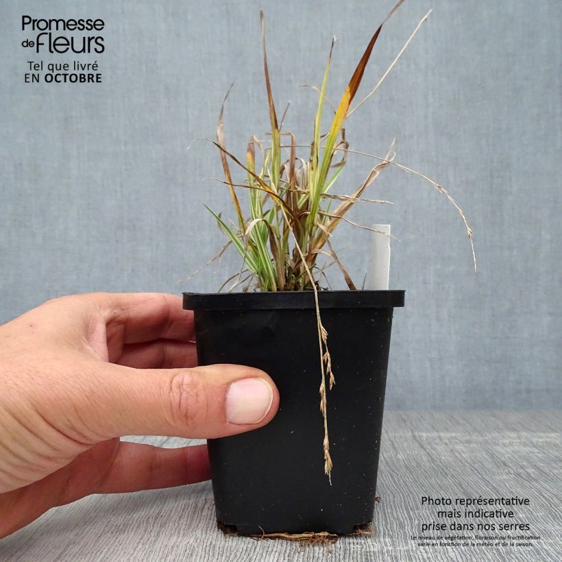 Spécimen de Molinia caerulea ssp caerulea Variegata - Molinie panachée Godet de 8/9 cm tel que livré en automne