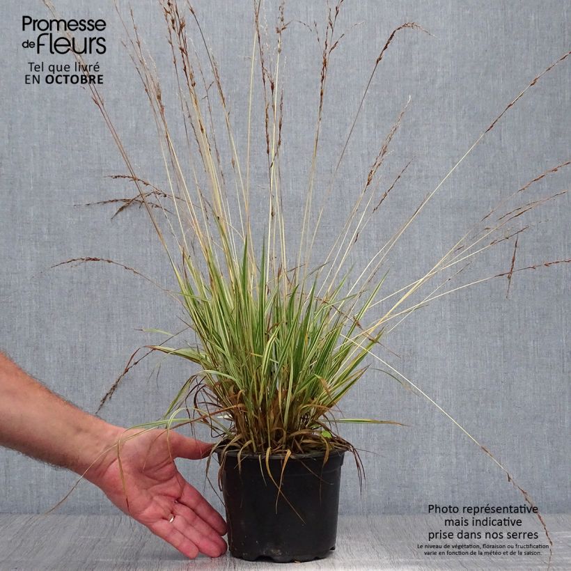 Spécimen de Molinia caerulea ssp caerulea Variegata - Molinie panachée Pot de 2L/3L tel que livré en automne