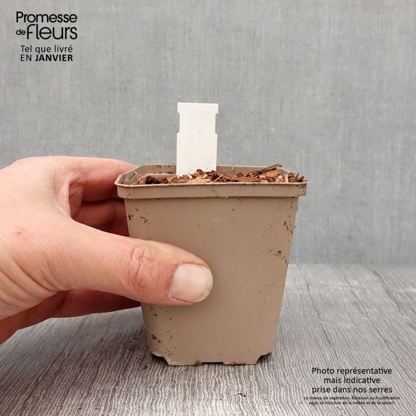 Spécimen de Molopospermum peloponnesiacum Godet de 8/9 cm tel que livré en hiver