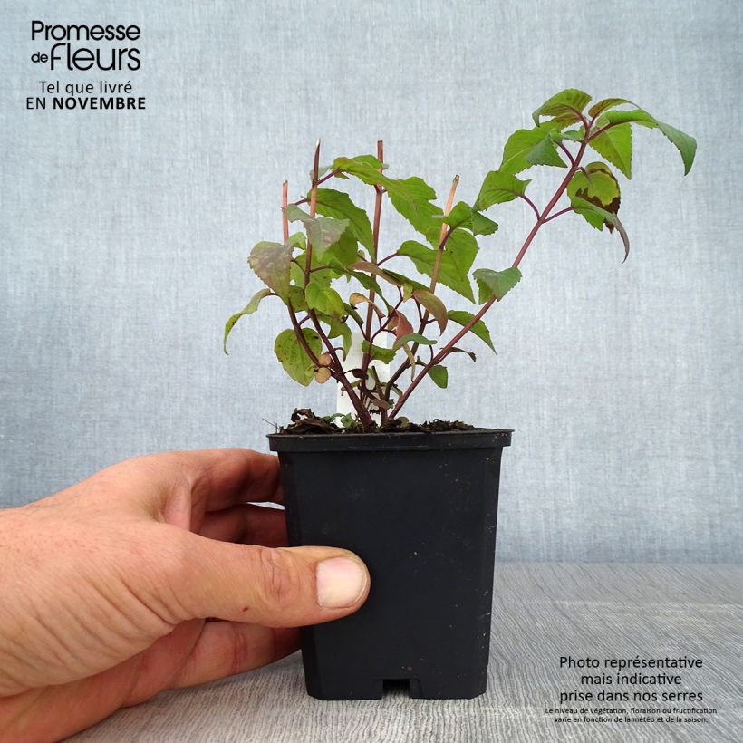Spécimen de Monarde Blaustrumpf - Bergamote lilas foncé Godet de 8/9 cm tel que livré en automne