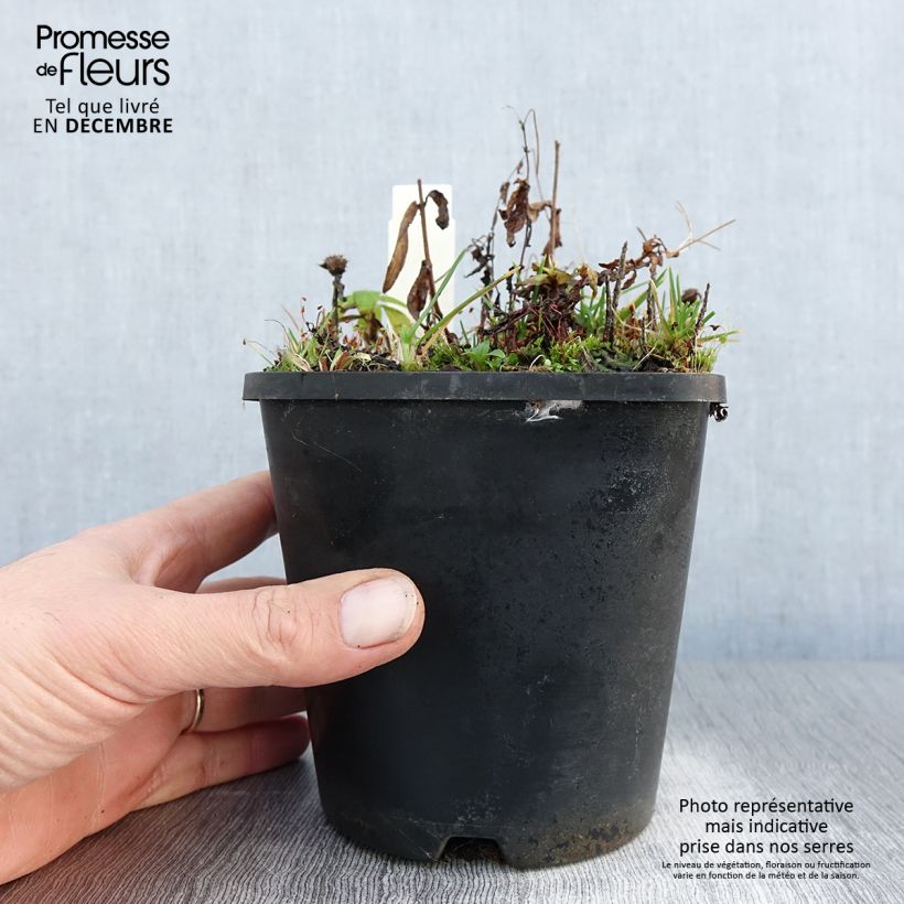 Spécimen de Monarde Cranberry Lace - Bergamote rose pourpré Pot de 1,5L/2L tel que livré en hiver