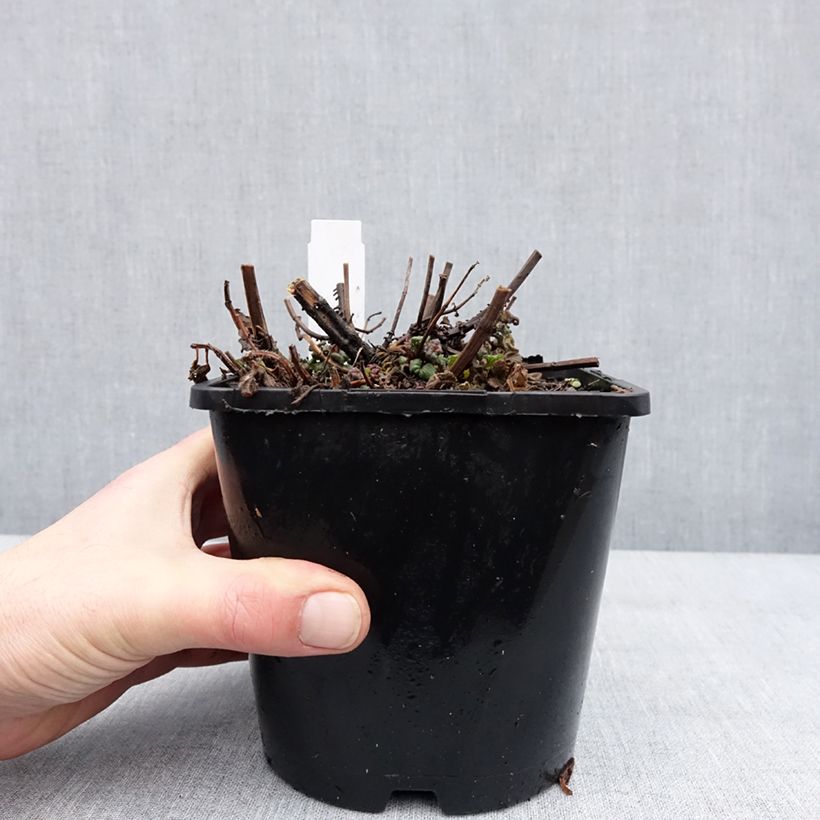 Spécimen de Monarde didyma Pink Supreme - Bergamote rose-rouge Pot de 1,5L/2L tel que livré en hiver