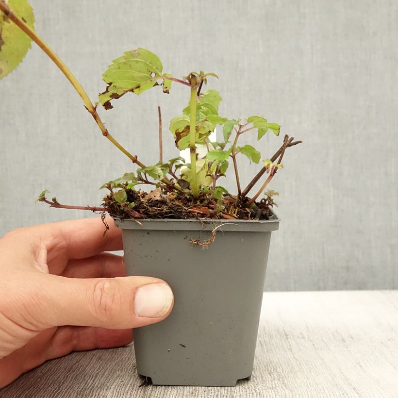 Spécimen de Monarde Feuerschopf - Bergamote rouge intense. Godet de 8/9 cm tel que livré en automne