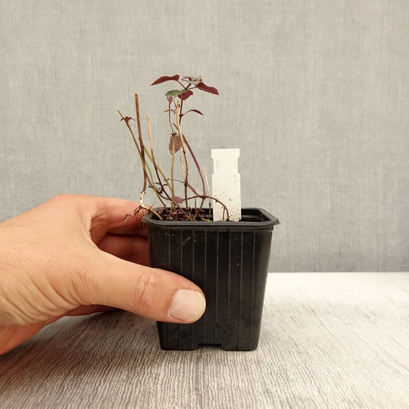 Spécimen de Monarde fistulosa menthifolia - Bergamote sauvage Godet de 8/9 cm tel que livré en automne