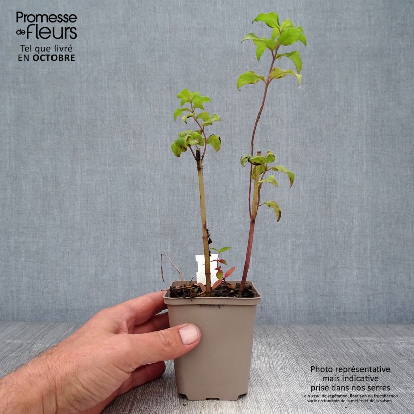 Spécimen de Monarde Gewitter Wolke - Bergamote rose tyrien Godet de 8/9 cm tel que livré en automne