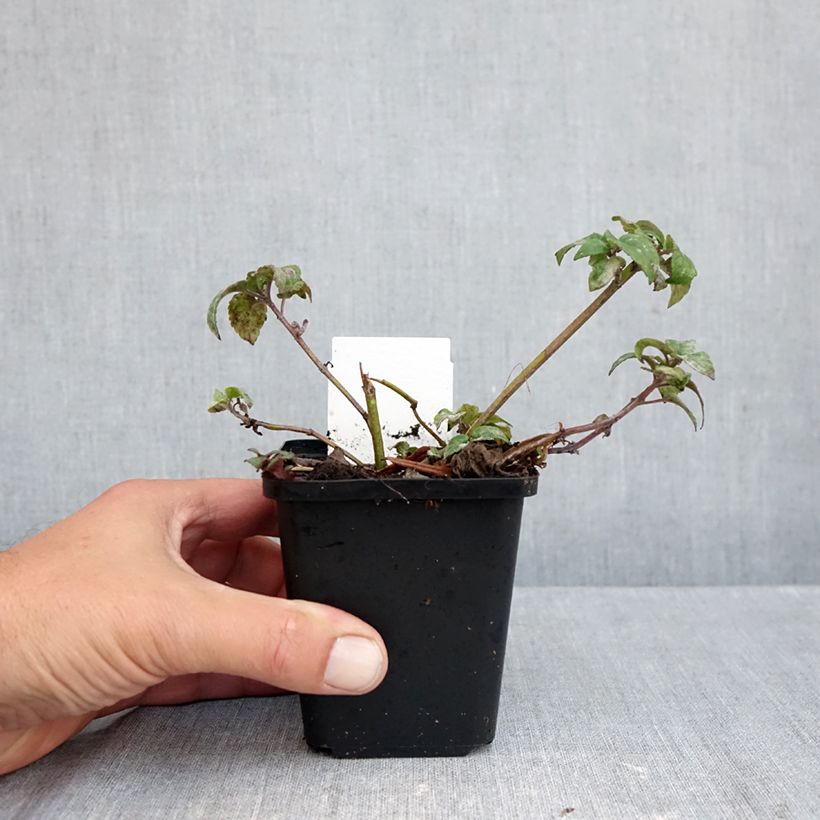 Spécimen de Monarde Melissa - Bergamote Godet de 8/9 cm tel que livré en automne