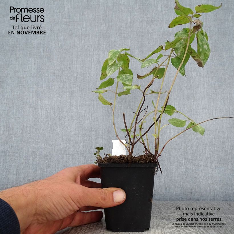 Spécimen de Monarde Mohawk - Bergamote violet-pourpre Godet de 8/9 cm tel que livré en automne
