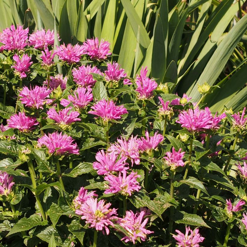 Monarda Petite Delight (Floração)
