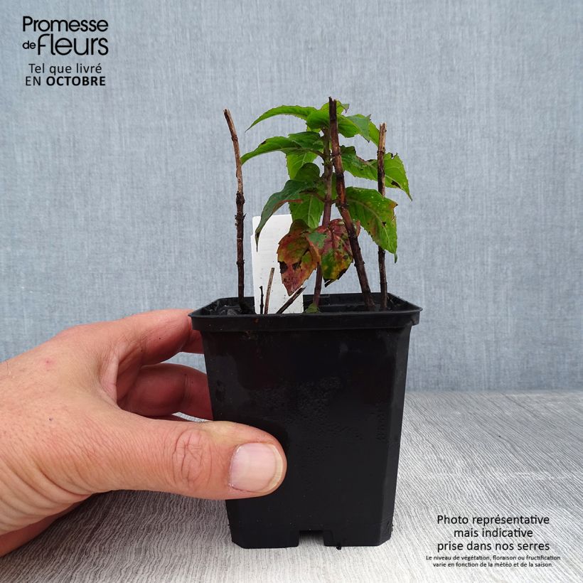 Spécimen de Monarde Petite Delight - Bergamote naine, rose franc. Godet de 8/9 cm tel que livré en automne