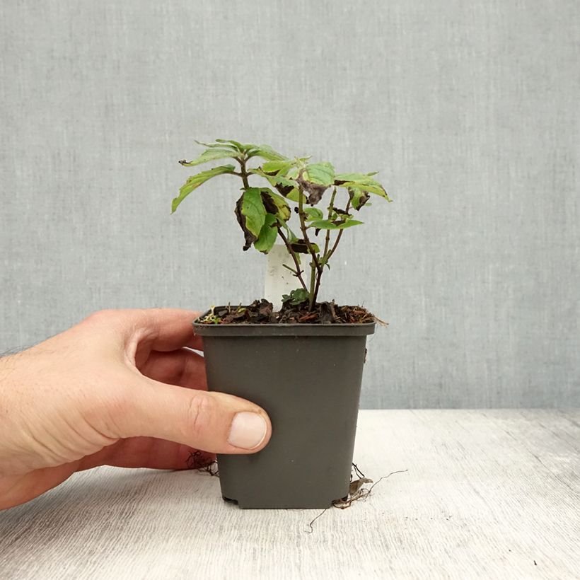 Spécimen de Monarde Pink Lace - Bergamote compacte, rose foncé Godet de 8/9 cm tel que livré en automne