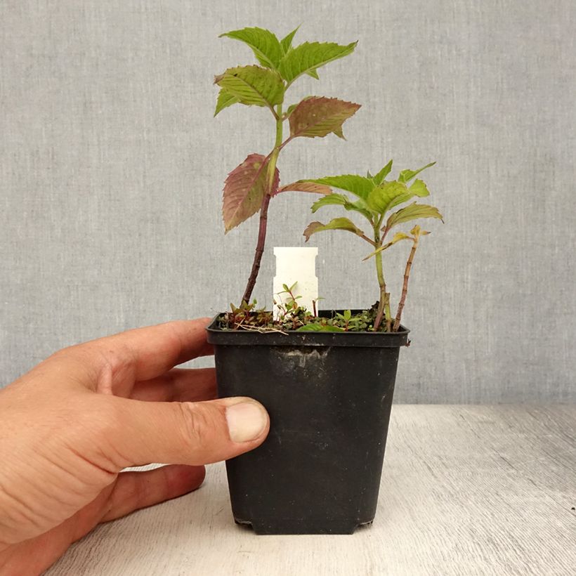 Spécimen de Monarde Pink Lace - Bergamote compacte, rose foncé Godet de 7/8 cm tel que livré en été