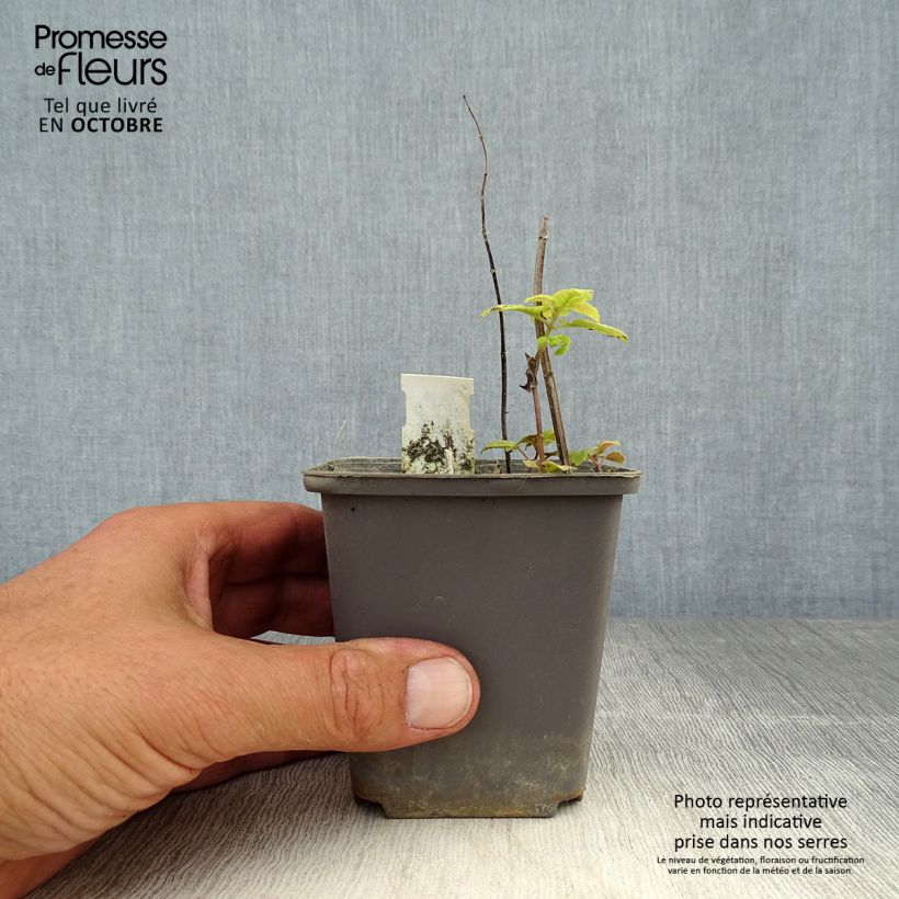 Spécimen de Monarde Prärienacht - Bergamote Lilas pourpre Godet de 8/9 cm tel que livré en automne