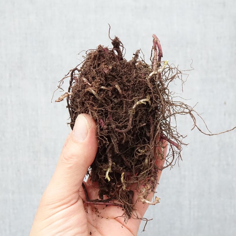 Spécimen de Monarde Purple Lace - Bergamote Racines nues tel que livré en hiver