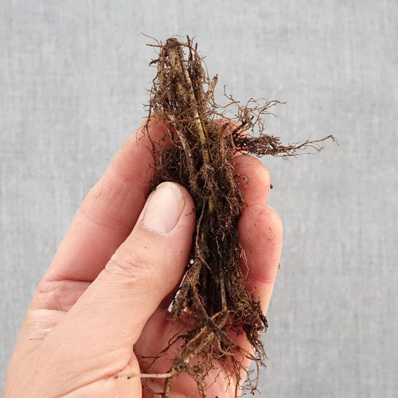 Spécimen de Monarde Scorpion - Bergamote lie-de-vin Racines nues tel que livré en hiver