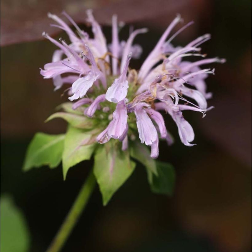 Monarde Beauty of Cobham - Bergamote rose (Floraison)