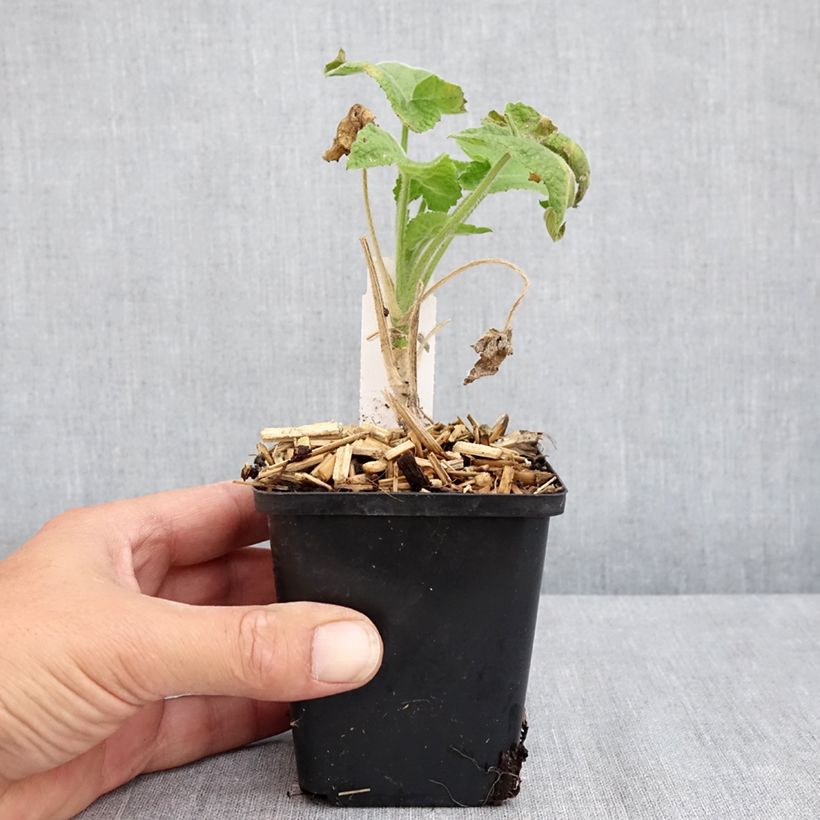 Spécimen de Monnaie du Pape Blanche - Lunaria annua Alba Godet de 8/9 cm tel que livré en été