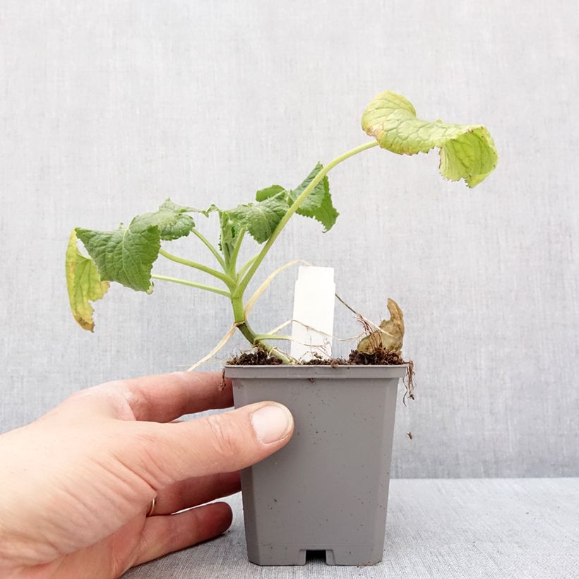 Spécimen de Monnaie du Pape Blanche - Lunaria annua Alba Godet de 8/9 cm tel que livré en hiver