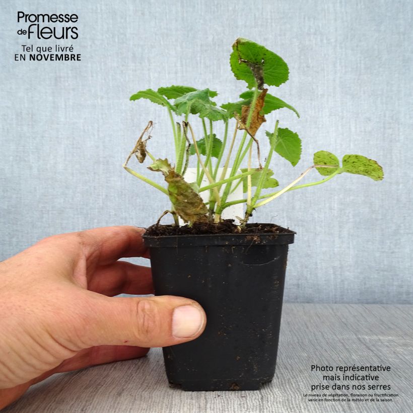 Spécimen de Monnaie du Pape - Lunaria annua Godet de 8/9 cm tel que livré en automne