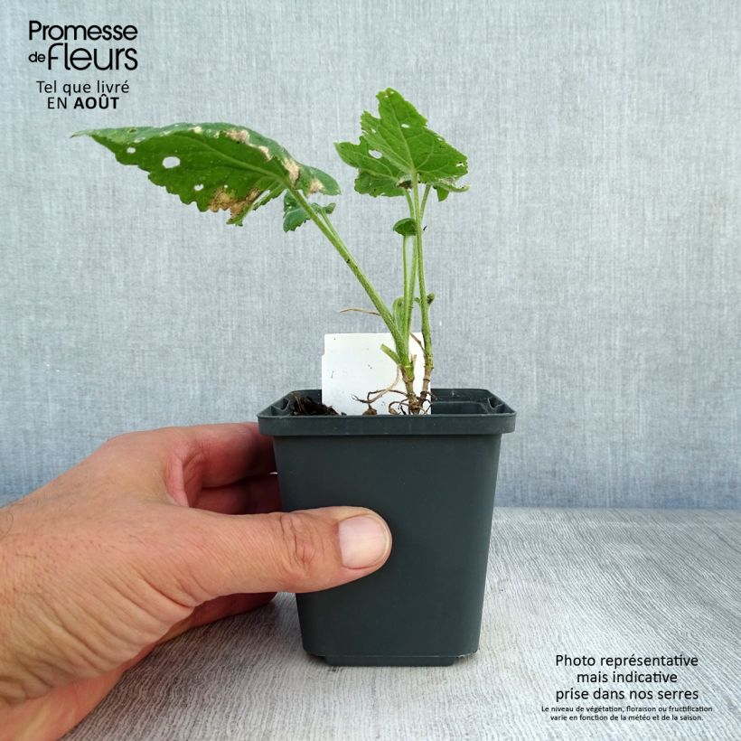 Spécimen de Monnaie du Pape - Lunaria annua Godet de 8/9 cm tel que livré en été