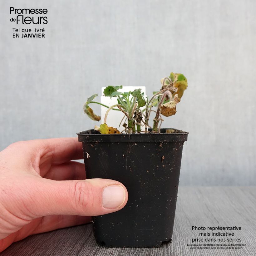 Lunaria annua - Moneta del Papa Vasetto da 8/9 cm esemplare consegnato in inverno