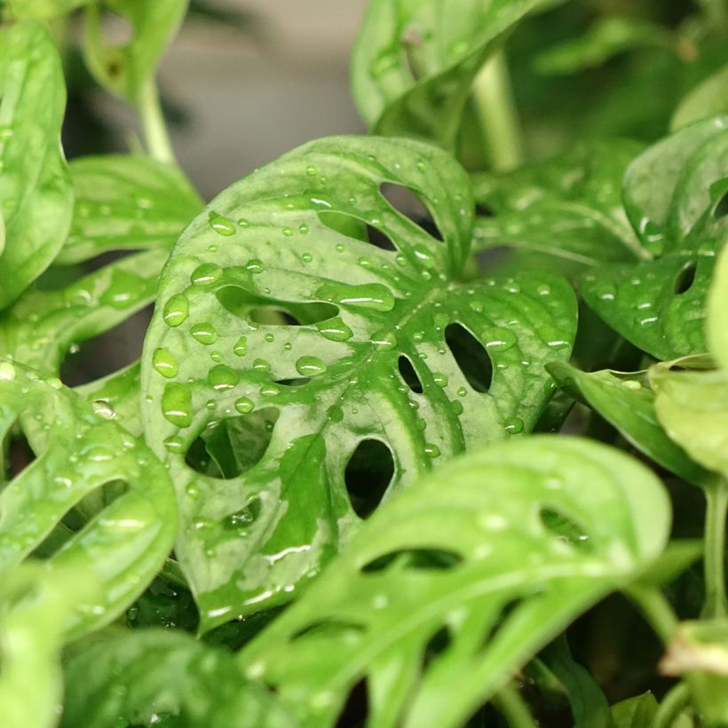 Monstera adansonii (Feuillage)