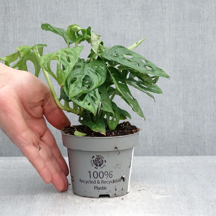 Spécimen de Monstera adansonii Pot de 12 cm / 13 cm tel que livré au printemps