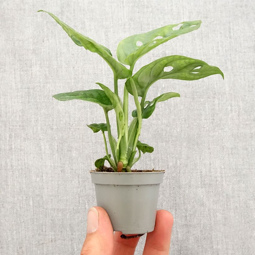 Spécimen de Monstera obliqua Mini-plante tel que livré au printemps
