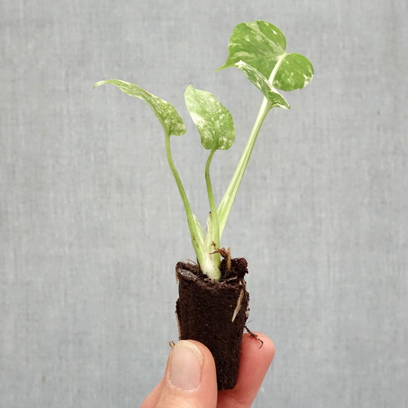 Spécimen de Monstera Thai Constellation Mini-plante tel que livré au printemps