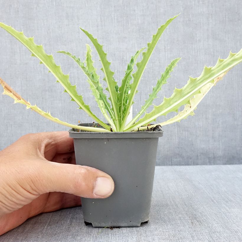 Spécimen de Morina longifolia Godet de 8/9 cm tel que livré en été