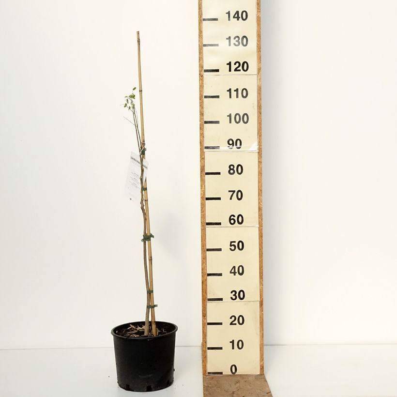 Moringa oleifera - Albero del rafano Vaso da 7,5L/10L esemplare consegnato in inverno