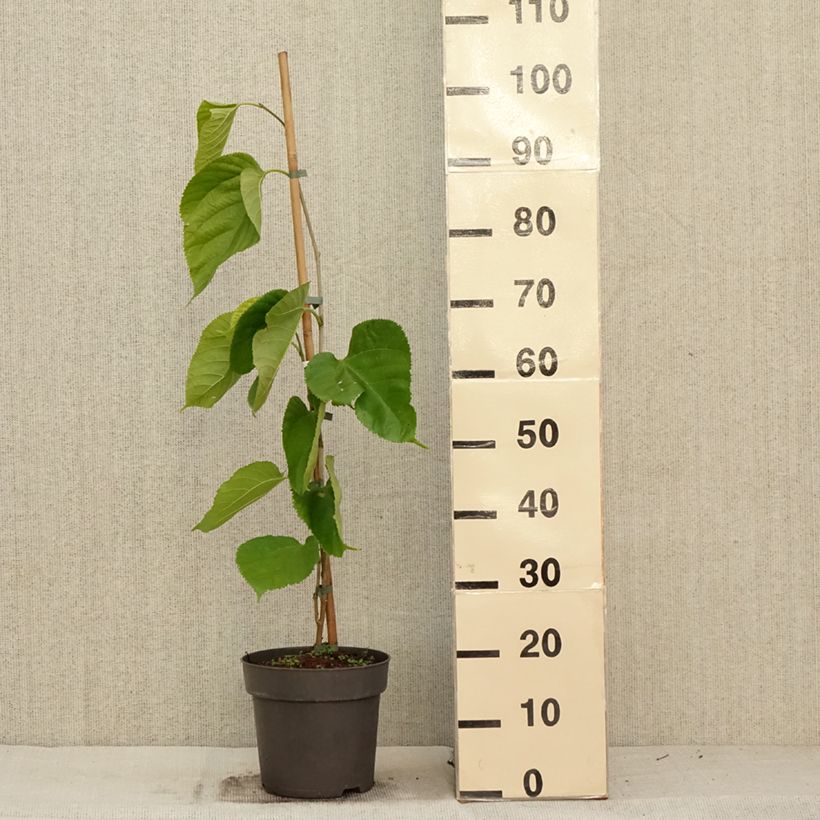 Spécimen de Morus alba Giant Fruit - Mûrier blanc Pot de 3L/4L tel que livré en automne