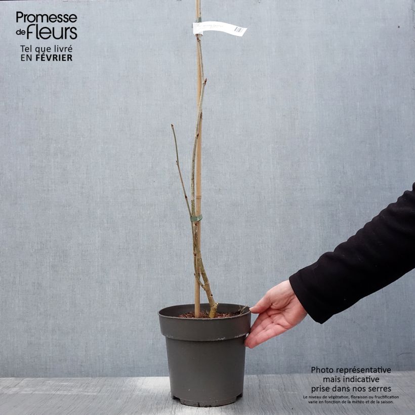 Spécimen de Morus alba Giant Fruit - Mûrier blanc Pot de 3L/4L tel que livré en hiver