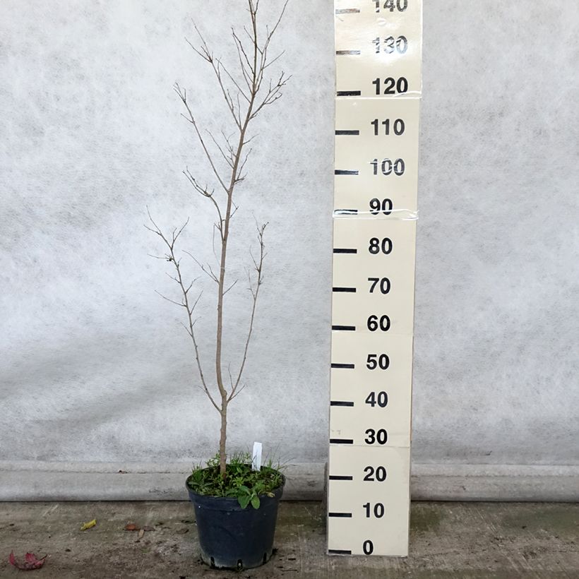 Spécimen de Morus alba - Mûrier blanc  Pot de 7,5L/10L tel que livré en automne