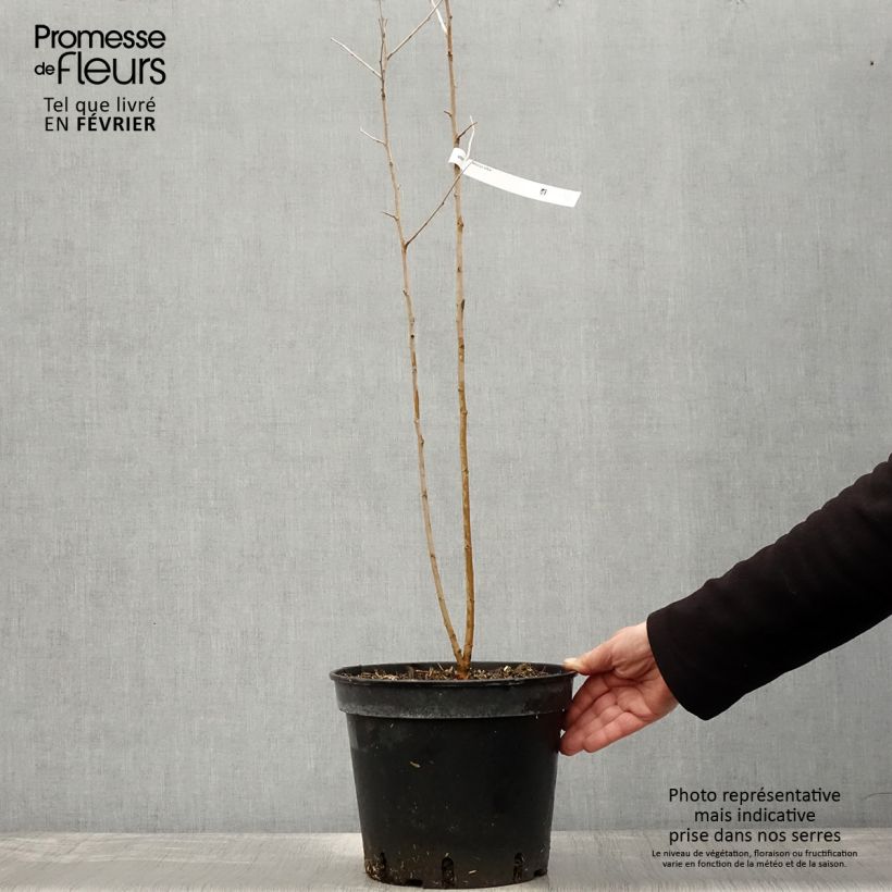 Spécimen de Morus alba - Mûrier blanc  Pot de 7,5L/10L tel que livré en hiver