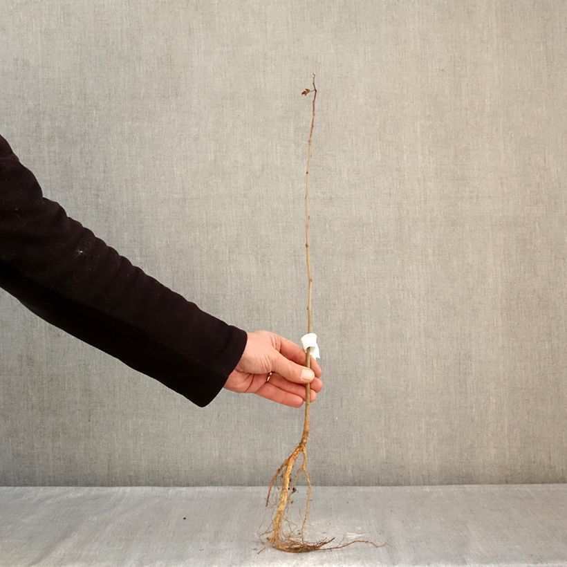 Spécimen de Morus alba - Mûrier blanc  Racines nues tel que livré en hiver